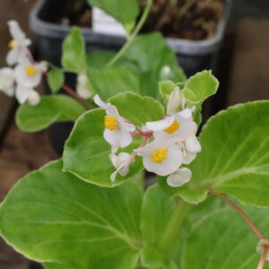 Begonia cuc