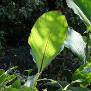 Canna musifolia