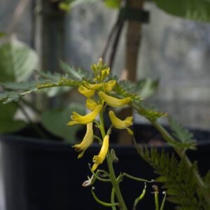 Corydalis chiel