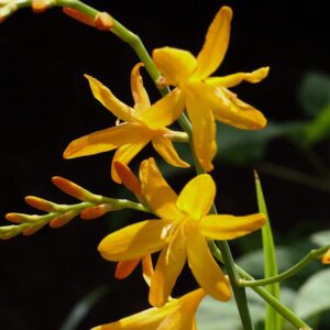Crocosmia george davidson