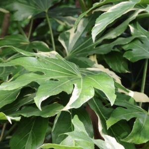 Fatsia variegata