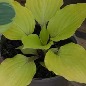 Hosta fire island