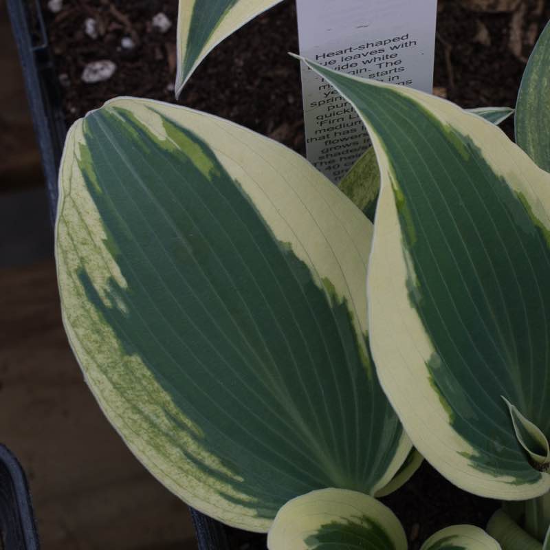 Hosta firn line