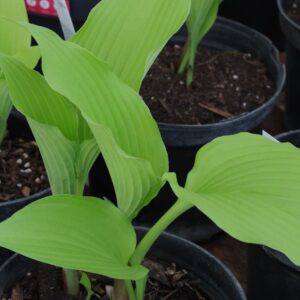 Hosta golden falls