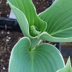 Hosta hadsome devil