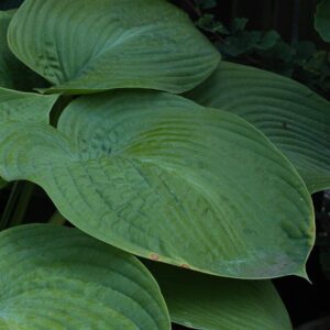 Hosta humpback whale