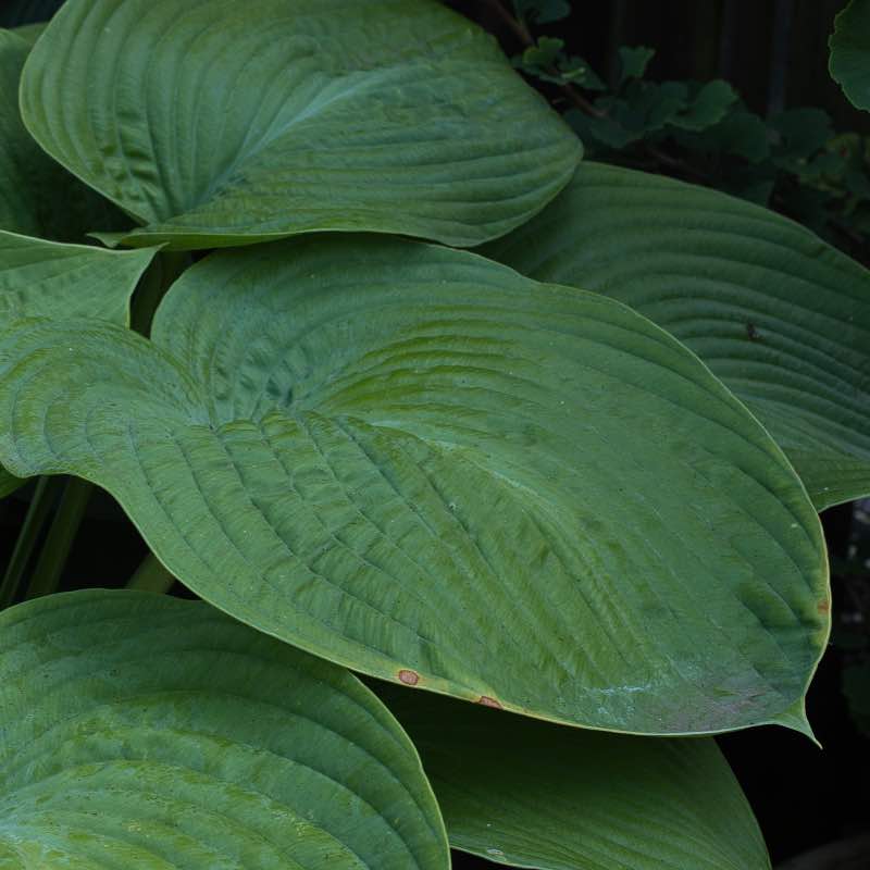 Hosta humpback whale