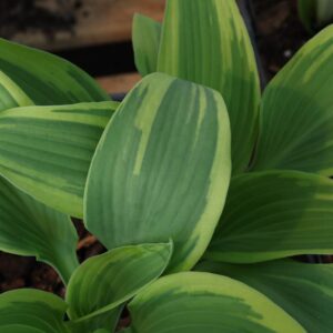 Hosta lacey bell