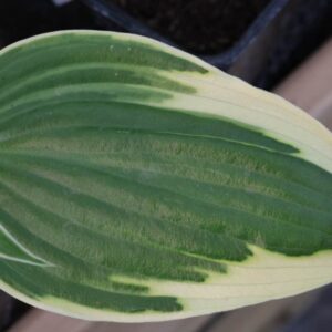 Hosta proud dragon