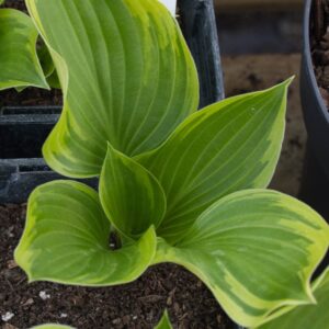 Hosta torchlight