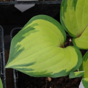 Hosta volcano island
