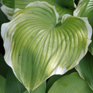 Hosta winter snow