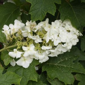 Hydrangea ruby