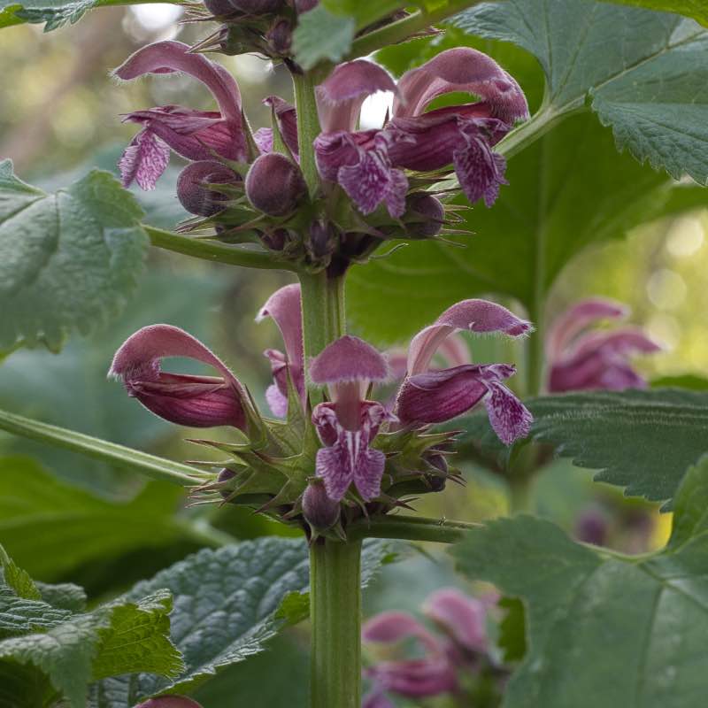 Lamium ovale