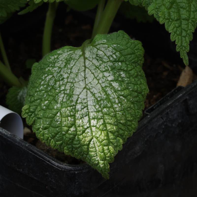 Lamium silver