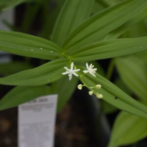 Maieanthemum san louis