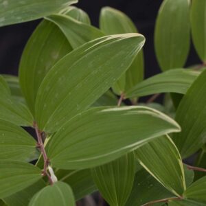 Polygonatum oder shiro shima fu