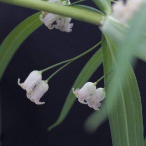 Polygonatum vert rubra