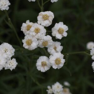 Achillia pearl