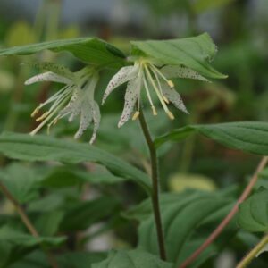 Prosartes maculatum