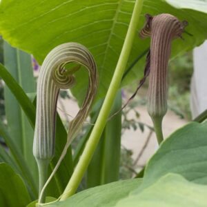 Arisaema fargesii