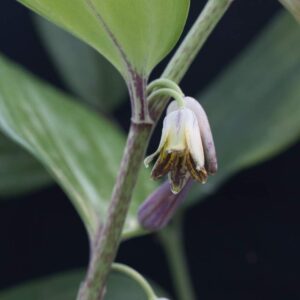 Disporopsis bill baker