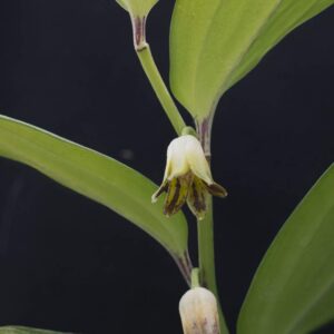 Disporopsis jade point