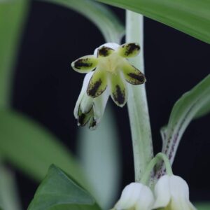 Disporopsis bakeri