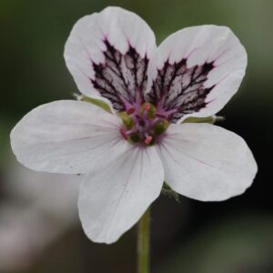 Erodium