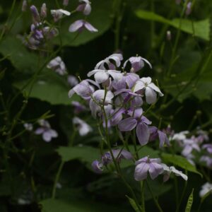 Lunaria rediva