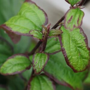 Parrotia persian spire