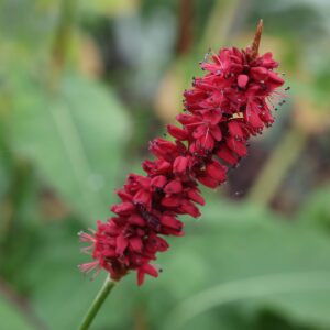 Persicaria blackfield