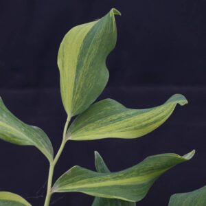 Polygonatum dai kouga