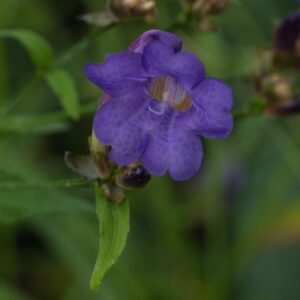 Srobilanthes pentemonoides