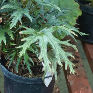 Begonia sik
