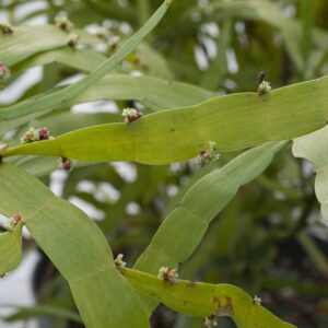 Homalocladium platycladum
