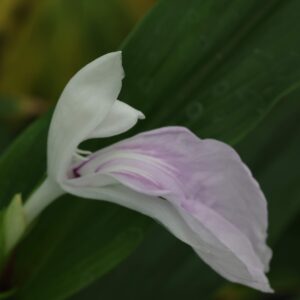 Roscoea vanin