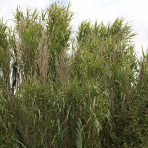 Arundo donax