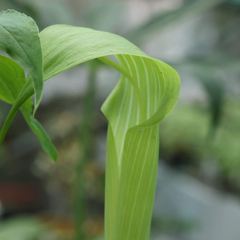 Arisaema jaqumontii
