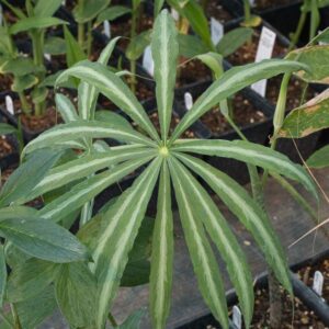 Arisaema silver marked
