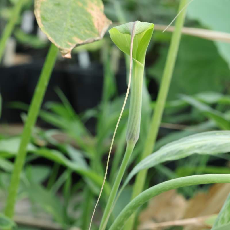 Arisaema silver marked flr