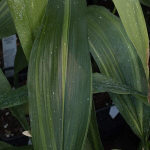 Aspidistra stars and stripes