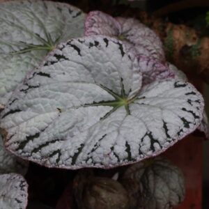 Begonia chayo tot