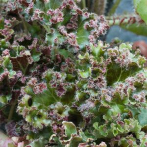 Begonia crest
