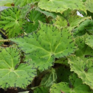 Begonia lime