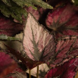 Begonia regal