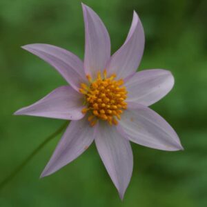 Dahalia merkii