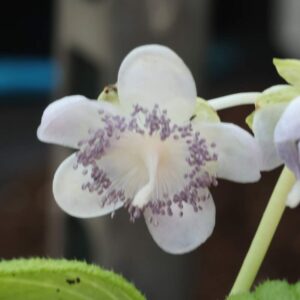 Diantiea