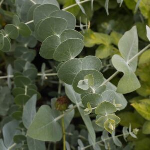 Eucalyptus baby blue