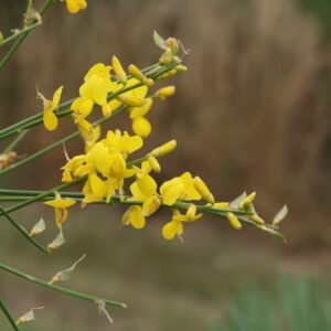 Genista mt etna